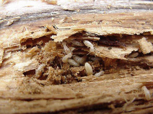 termites